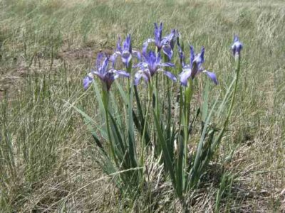 Springtime Wild Flowers In The Mountains Image